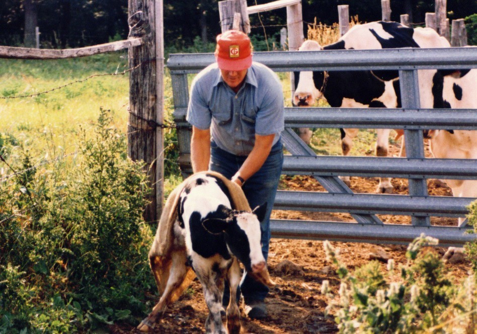Dad with calf