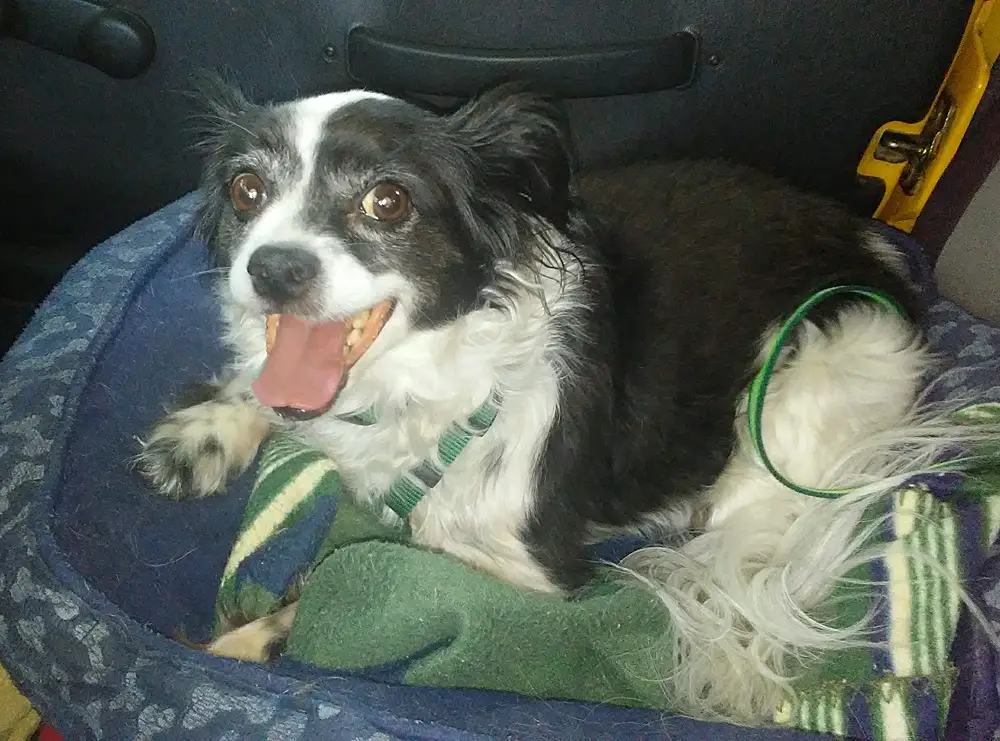 Bella goes on a car ride
