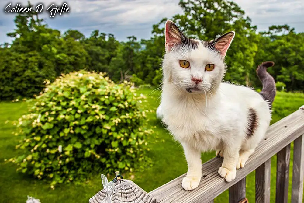 White cat photographed outdoors on a porch railing
