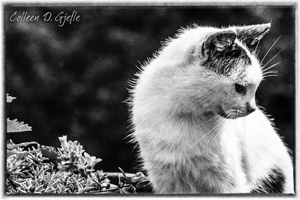 Black and white photo of a cat looking towards the right