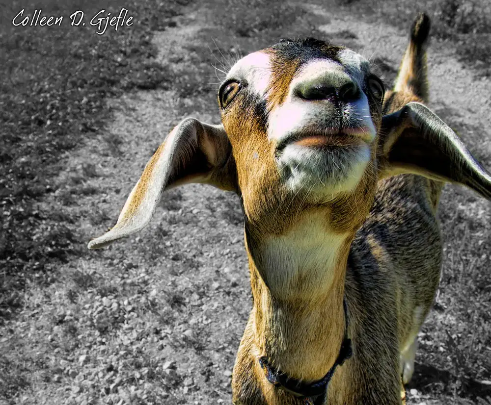 Color enhanced photo of a goat