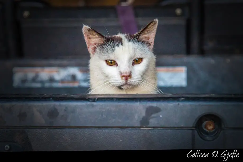 Cat looking out from behind a metal box